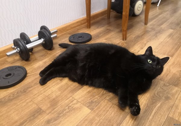 Кот со штангой