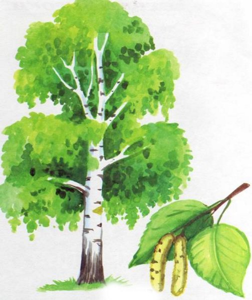 Береза для детей