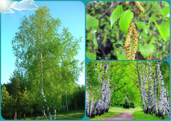 Береза летом для детей