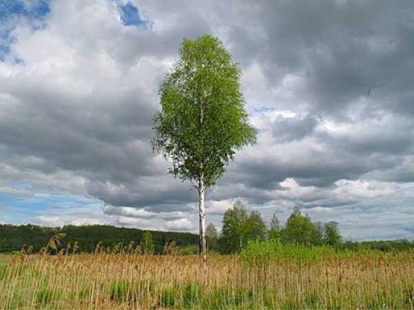 Береза в поле