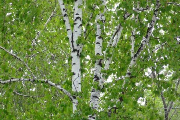 Береза крупно