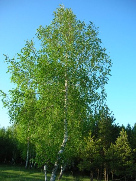 Береза повислая в лесу