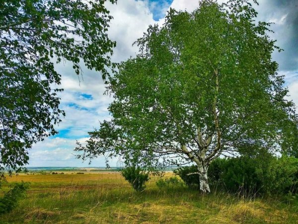 Природа Якутии березы