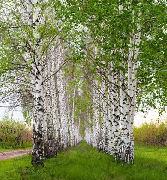 Береза весной