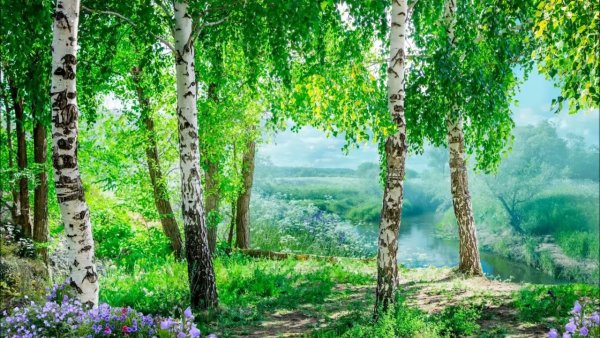 Берёза бородавчатая (Betula verrucosa)