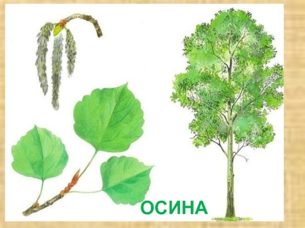 Береза бумажная Betula papyrifera