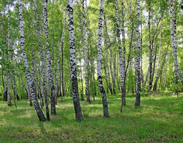 Береза для детей