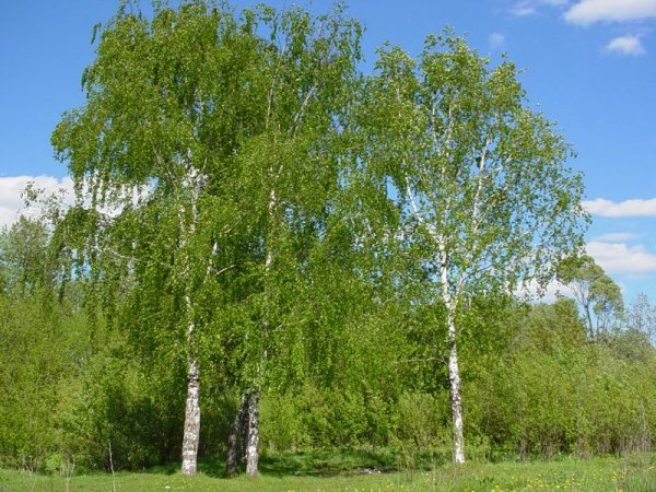 Белоствольная береза