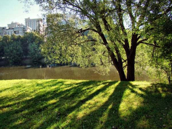 Чистая экология