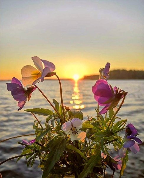 Цветы море солнце