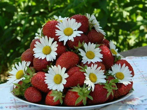 Полевой букет