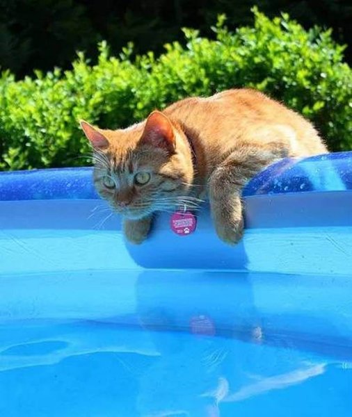 Кот плавает