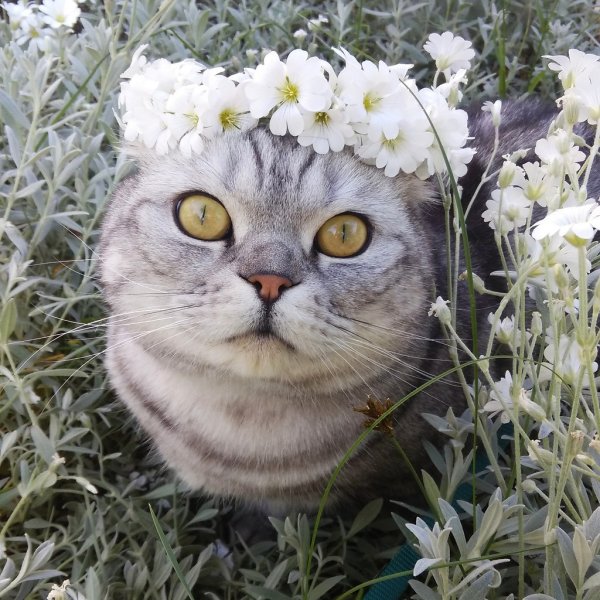 Летний кот прикол