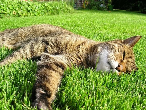 Коты и лето