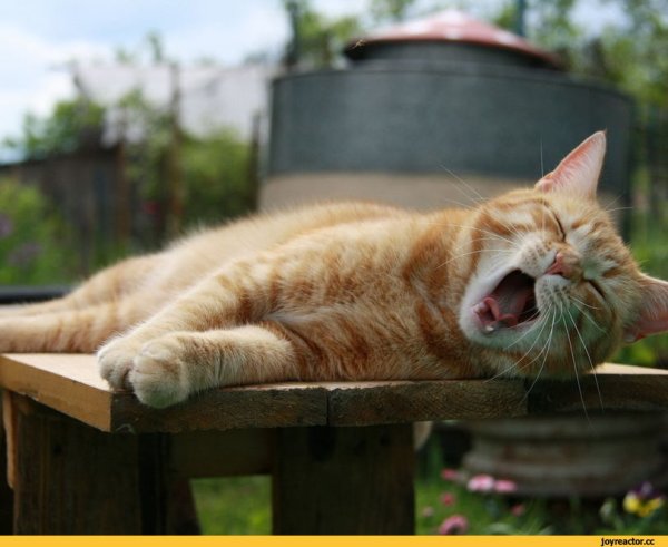 Рыжий кот зевает