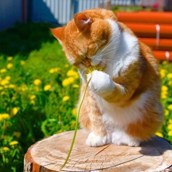 Хорошего настроения одуванчики