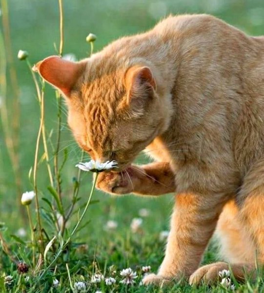 Августовский кот