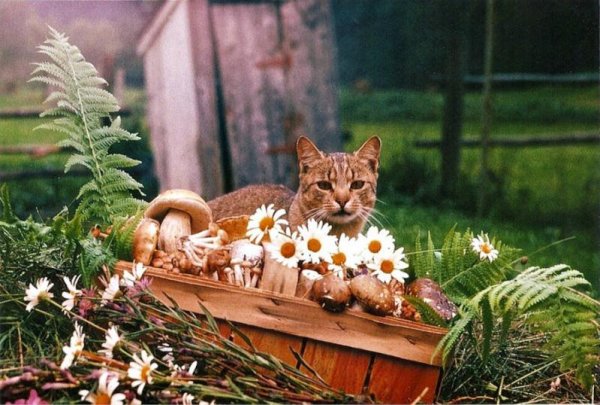 Кот на солнце