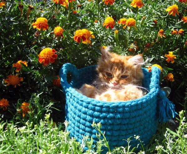 Коты художницы Annya Djachiachvili