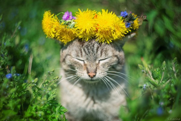 Котик в отпуске