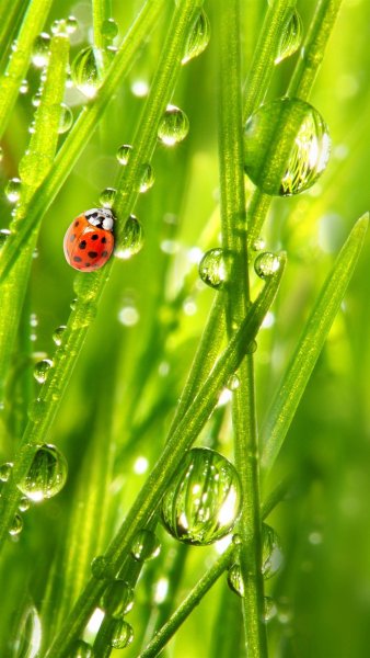 Летний фон с цветами