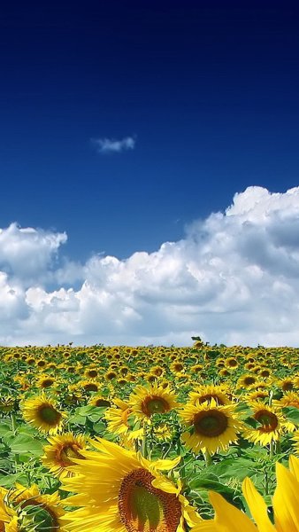 Лето природа цветы