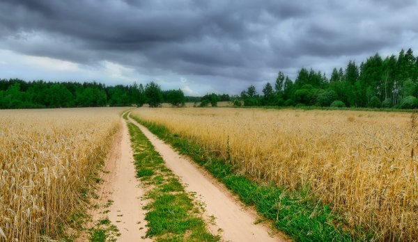 Природа Брянской области поля