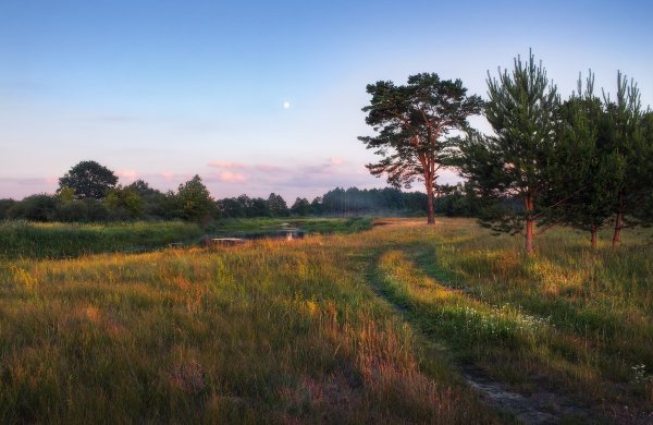 Неман Беларусь река сосны осень