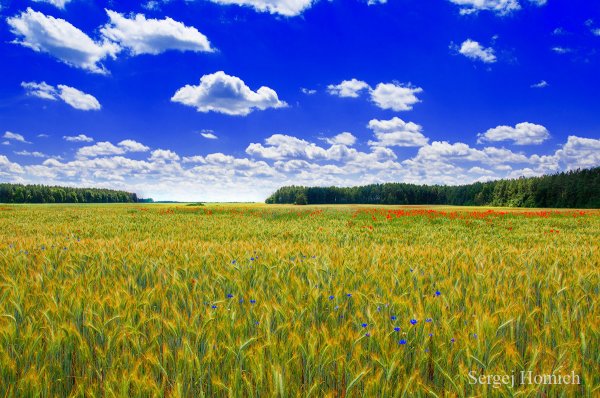 Страна Белоруссия поле