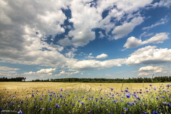 Беларусь васильки