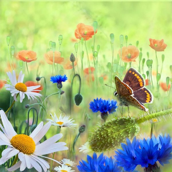 Августовские полевые цветы