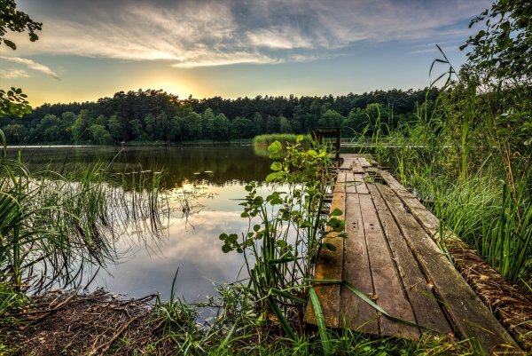 Березовая роща Тутаев