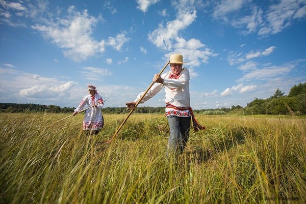 Сенокос на лугу