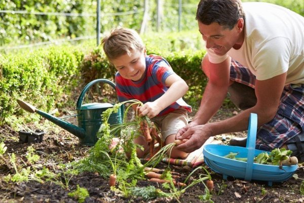 Дети трудятся на огороде