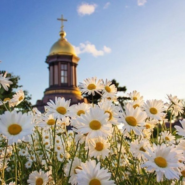 Полевые цветы и храм