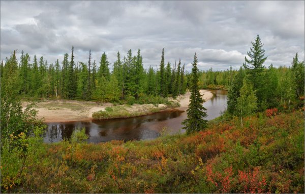 Северный лес ЯНАО