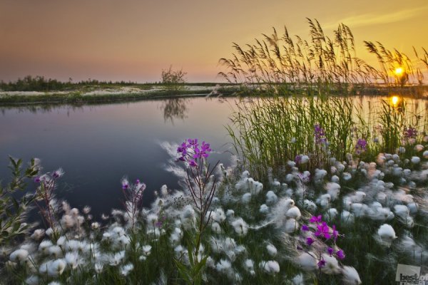 Северная природа летом