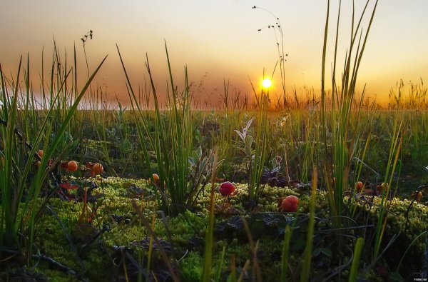 Лето на севере