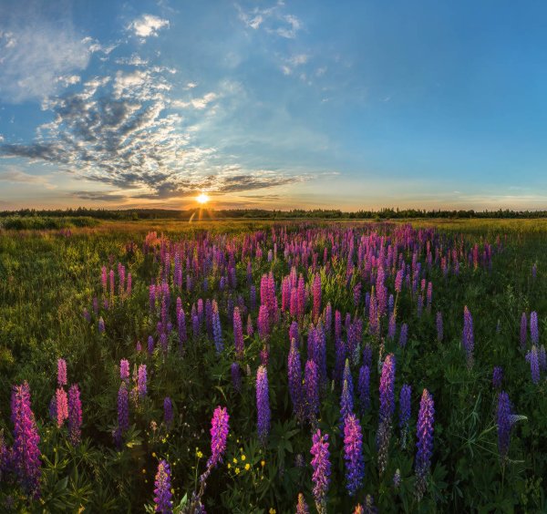 Люпины в Ленинградской области