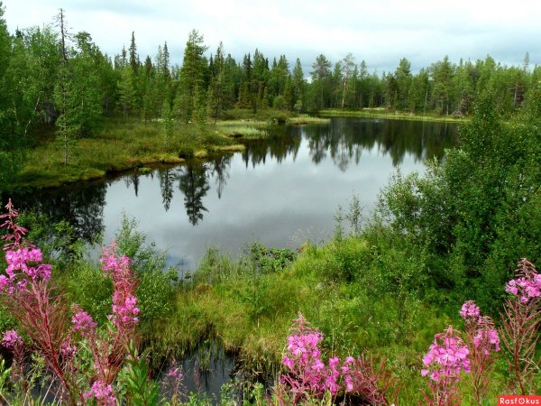 Ямал Северное лето