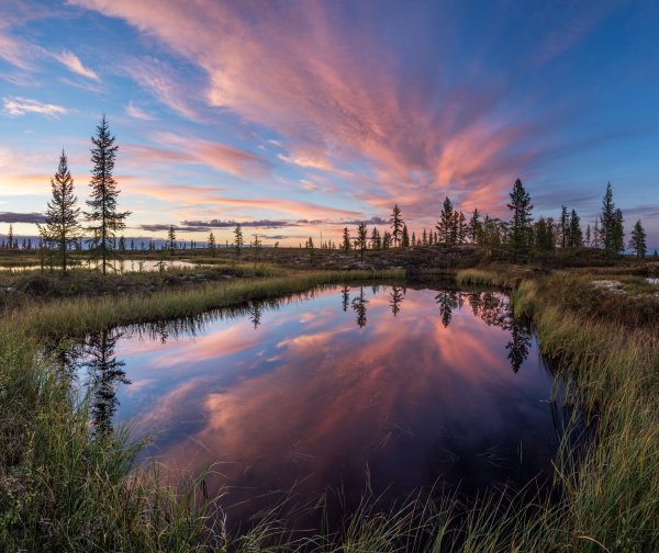 Природа тундра новый Уренгой