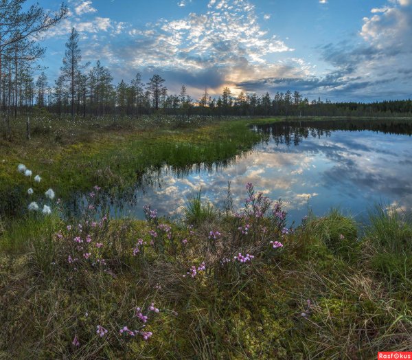 Тахтинское болото