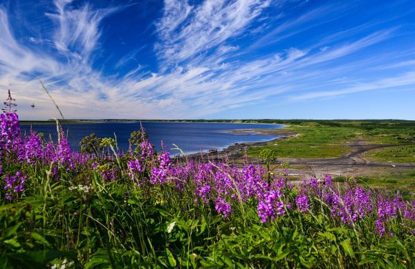 Северная природа летом