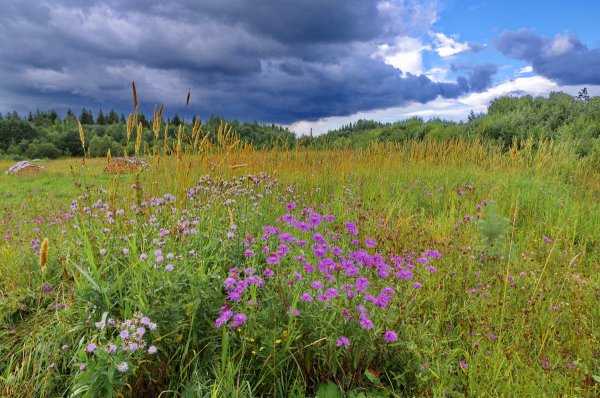 Северное лето