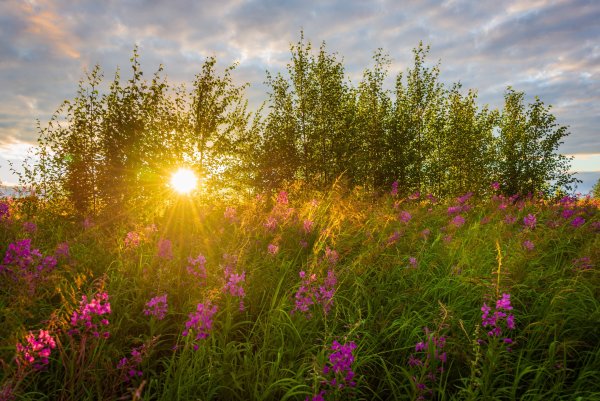 Лето тундра новый Уренгой