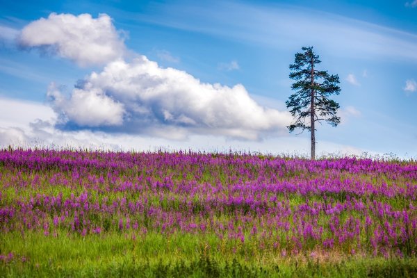 Флора Арктики