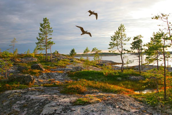 Багульник болотный Карелия
