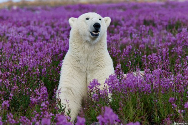 Ямал тундра осень