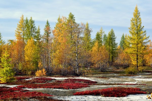Картины художник любовь Малышева деревня