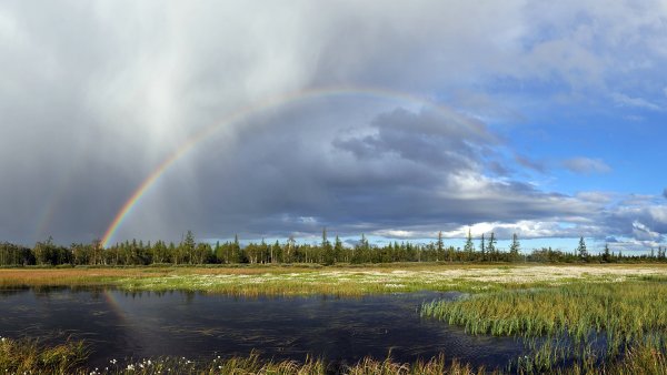 Тундра и лесотундра